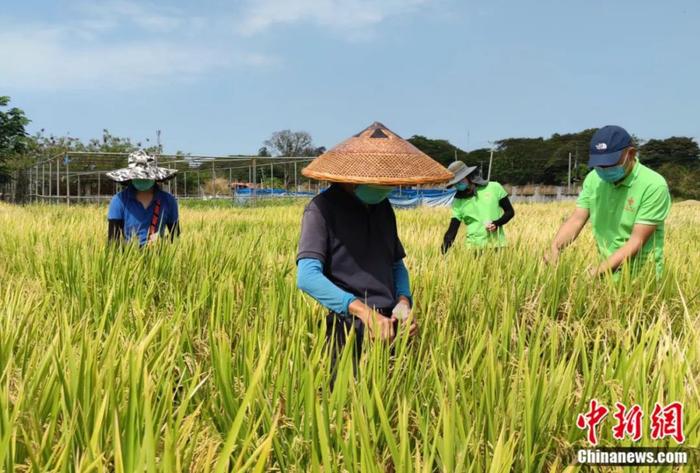 马林博格-乌伊：“一带一路”对接“多建好建”，中菲如何实现合作共赢？| 东西问