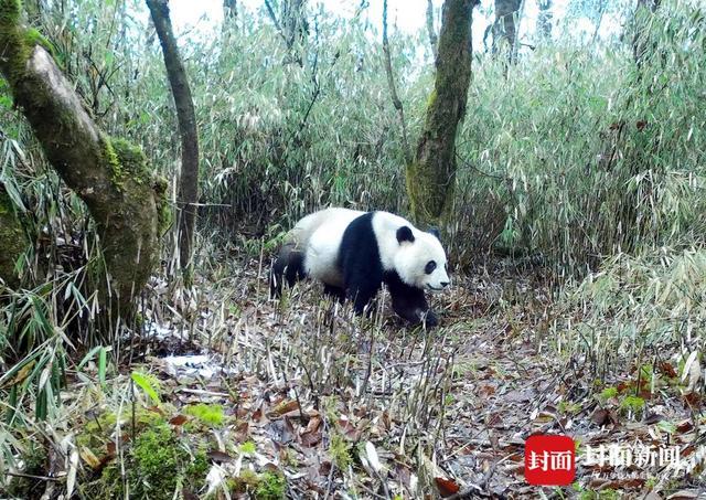 带“大熊猫幼崽”一起“C位出道” 成都大熊猫繁育研究基地副主任侯蓉：让更多大熊猫回归野外