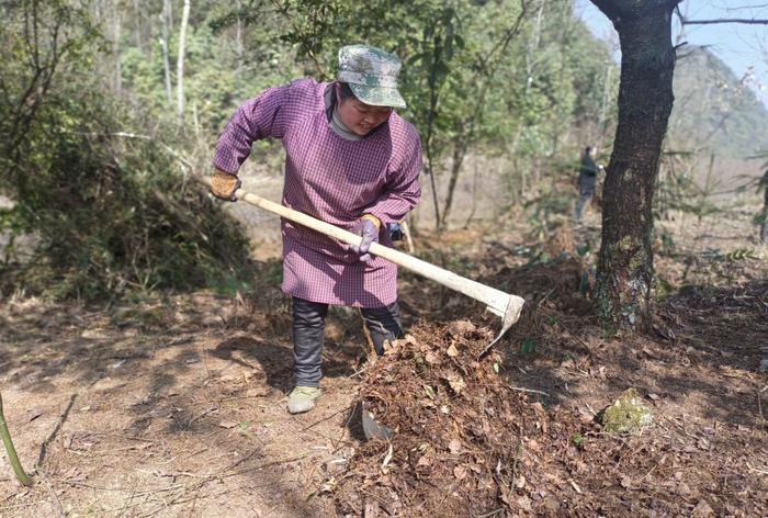 大方县星宿乡：林下药材种植忙，增收致富有希望