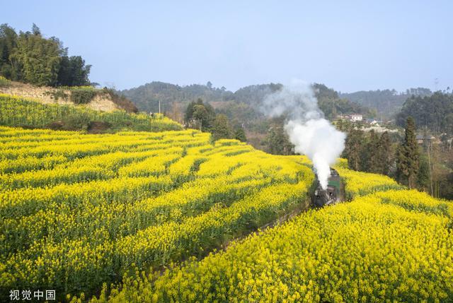 四川犍为：嘉阳小火车穿行金色油菜花海