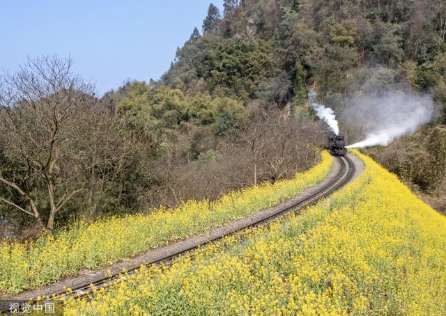 四川犍为：嘉阳小火车穿行金色油菜花海