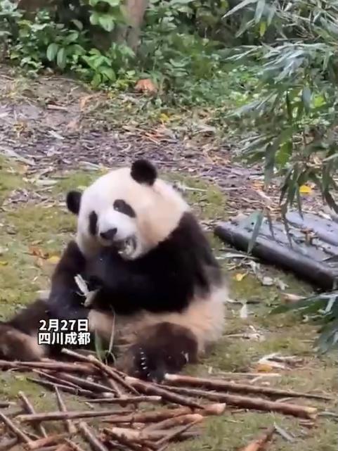 游客认错花花保安大哥幽默喊话：“不是见熊猫就是花花，哪有那么多花花”