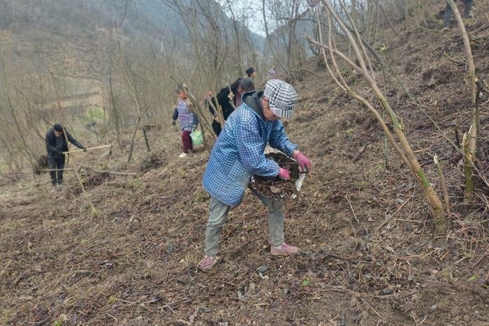 大方县星宿乡：林下药材种植忙，增收致富有希望