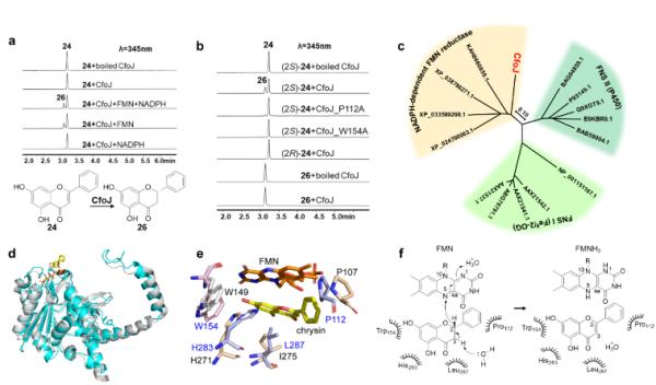 科研人员基于基因组靶向挖掘发现真菌黄酮生物合成新机制