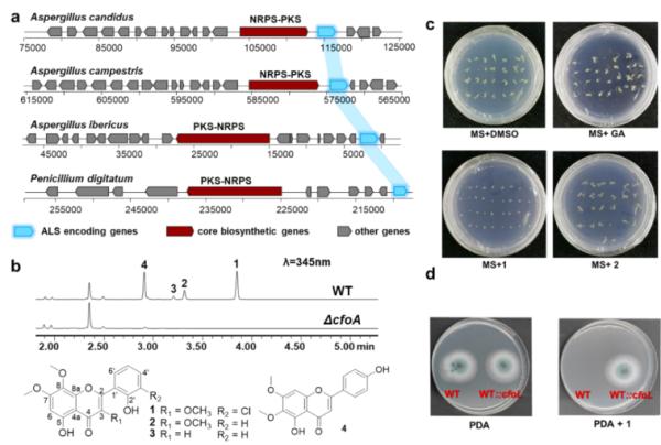 科研人员基于基因组靶向挖掘发现真菌黄酮生物合成新机制