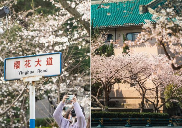自带“赏樱”地图！武汉地铁“樱花专列”即将惊艳亮相，市民可沉浸式体验梦幻之旅