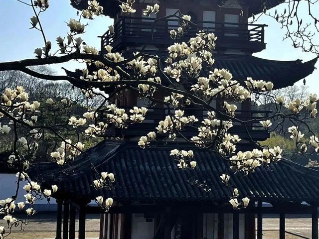 所有“女神”，上海这些景点门票优惠啦！