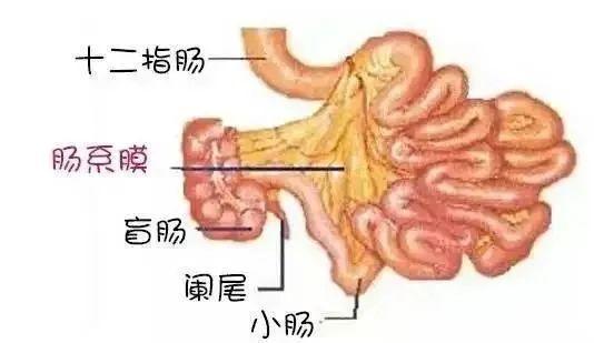 小孩子有一种肚子痛，叫肠系膜淋巴结炎！丨健康科普