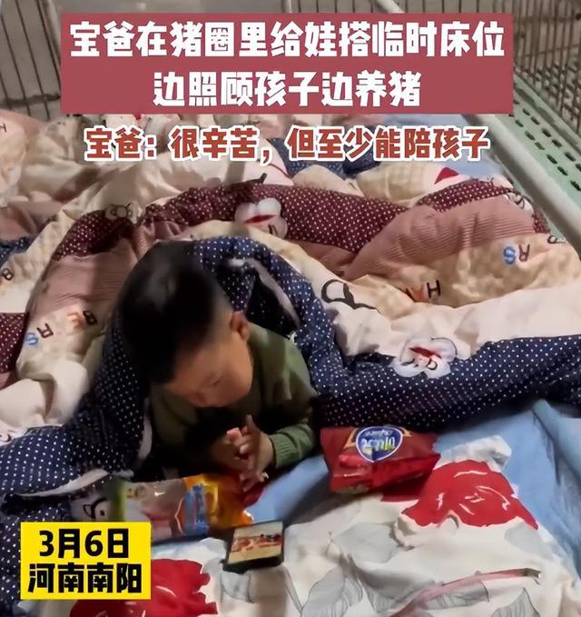 宝爸在猪圈给孩子搭床位，边养猪边带娃，当事人：虽然辛苦但能陪孩子，孩子也喜欢跟猪玩