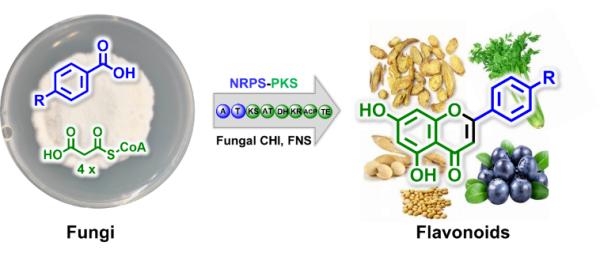 科研人员基于基因组靶向挖掘发现真菌黄酮生物合成新机制
