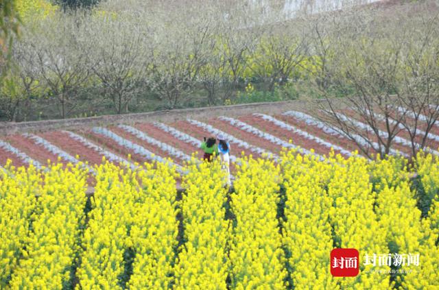 四川荣县乐德红土地“红”出圈 成都眉山等地游客纷纷来打卡拍照买土特产