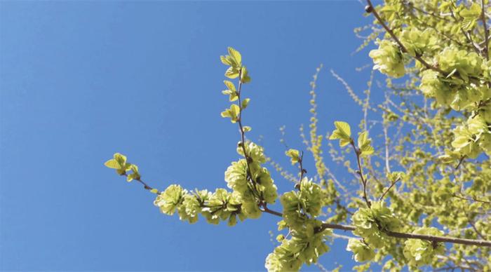 “春食野，夏吃苦”！看藏在《诗经》里的“春芽”，哪个是你的菜？