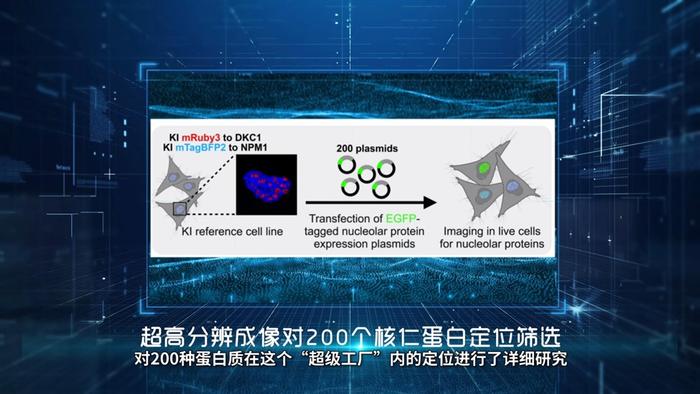 基础研究新突破！上海科学家发现核糖体RNA“超级工厂”的运行新机制