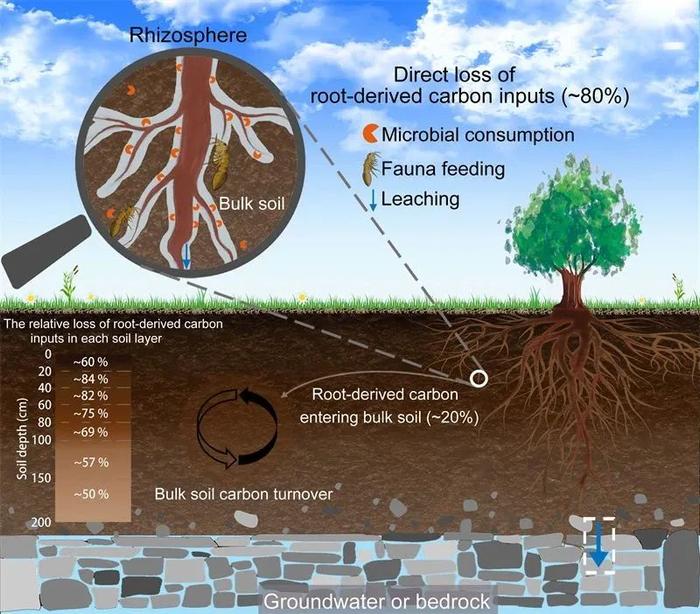 中国科学: 地球科学 | 植物根系碳输入对非根际土壤碳库贡献的全球定量研究化