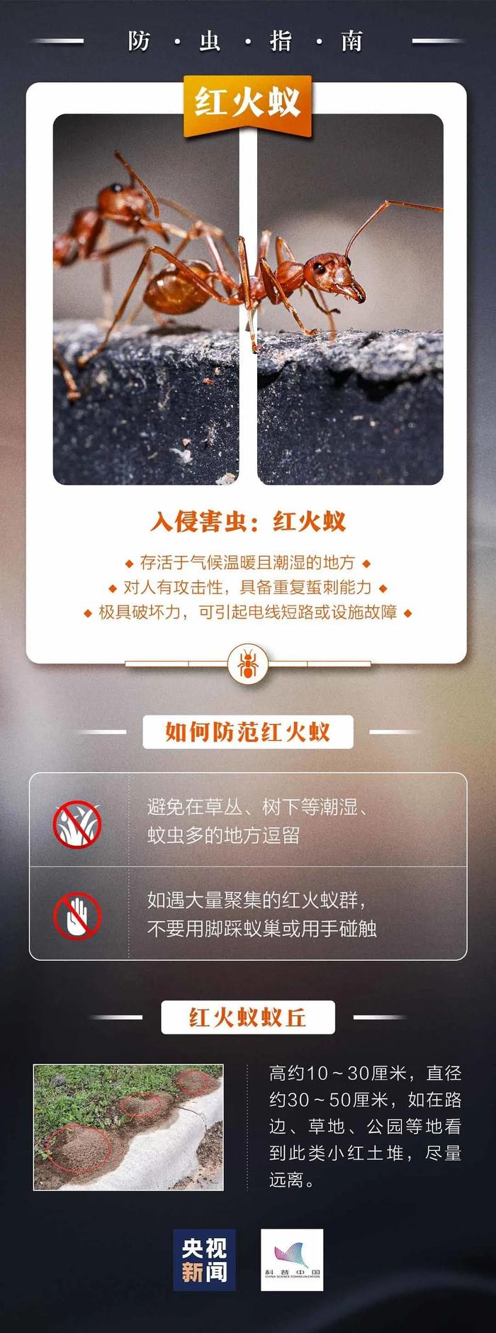 看到下面这种小红土堆一定要远离！广东已有公园出现，严重可致命……