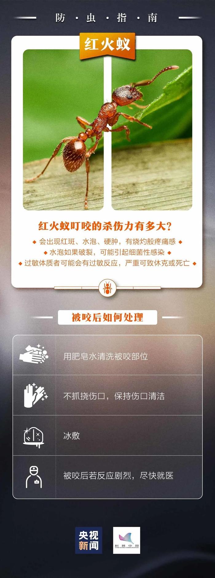 看到下面这种小红土堆一定要远离！广东已有公园出现，严重可致命……