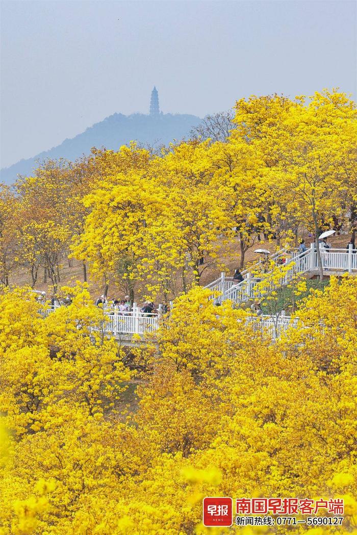 高清图：趁着黄花风铃开正盛，赴一场春天的约会吧