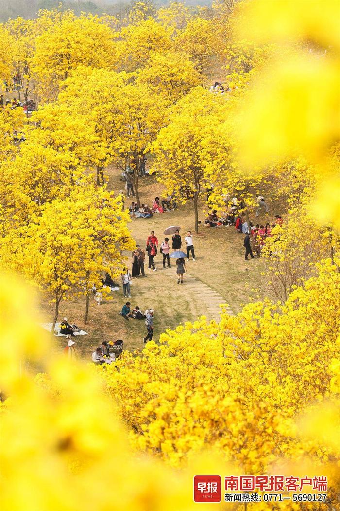 高清图：趁着黄花风铃开正盛，赴一场春天的约会吧