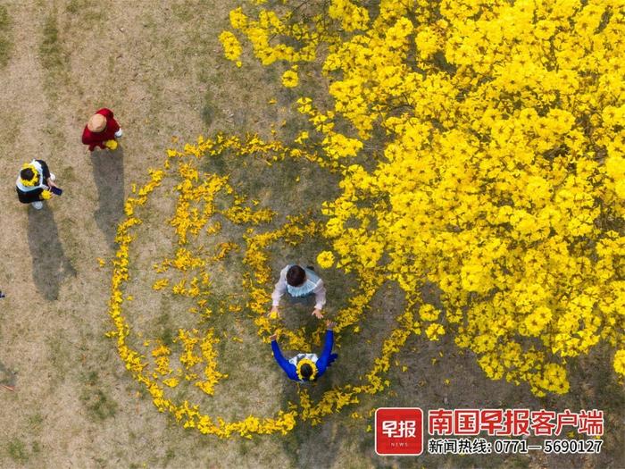 高清图：趁着黄花风铃开正盛，赴一场春天的约会吧