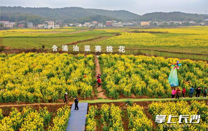 走进绝美油菜花海！2023湘江新区花乡生活节暨第8届含浦油菜花节启幕