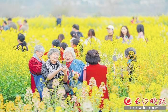 走进绝美油菜花海！2023湘江新区花乡生活节暨第8届含浦油菜花节启幕