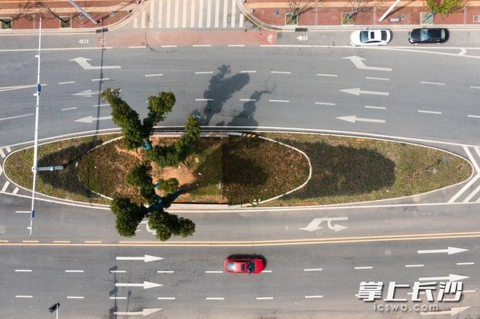 影像调查 | 长沙数十棵路中古树成为独特风景