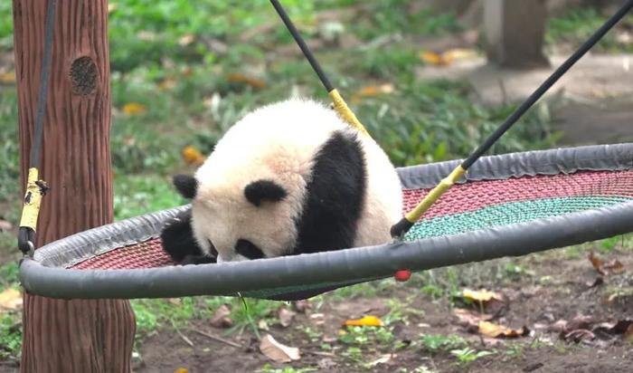“渝可”和“渝爱” 重庆动物园龙凤胎大熊猫宝宝的名字确定了！