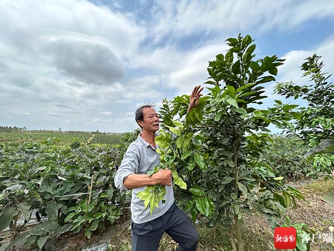 儋州王五镇引种泰国名柚基地长势良好 农业套种模式一地双收