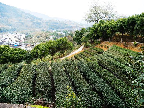 几经沉浮　百年红茶谋变重生