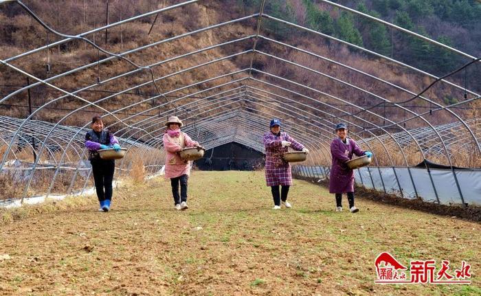 “四强行动”在天水 | 秦州区娘娘坝镇：“菌中之王”羊肚菌种出好“钱”景