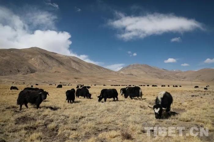 牦牛 对藏族人来说意味着什么？