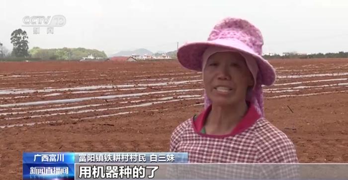 广西富川：香芋种植机械化 省时省力效率高