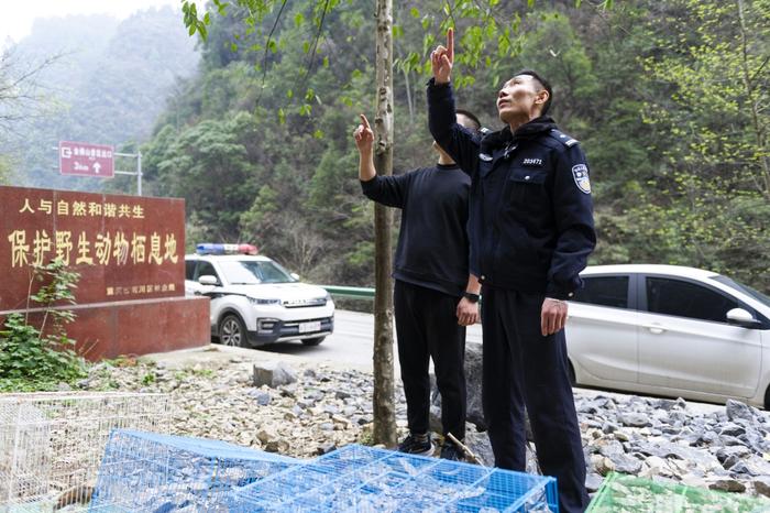 三人进山模拟鸟叫声诱捕 重庆民警解救19只“落难”画眉