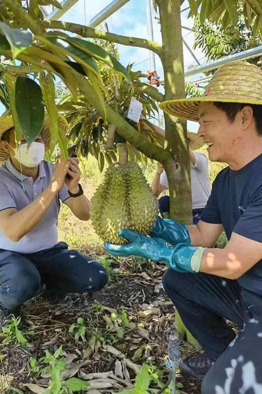 国产榴莲要来了！1400亩已挂果，什么时候能实现“榴莲自由”？