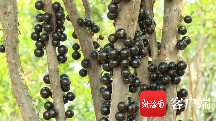 嘉宝果。受访者供图