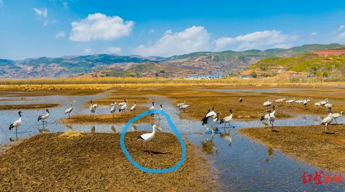 ↑东方白鹳(圈内)和黑颈鹤、灰鹤在一起