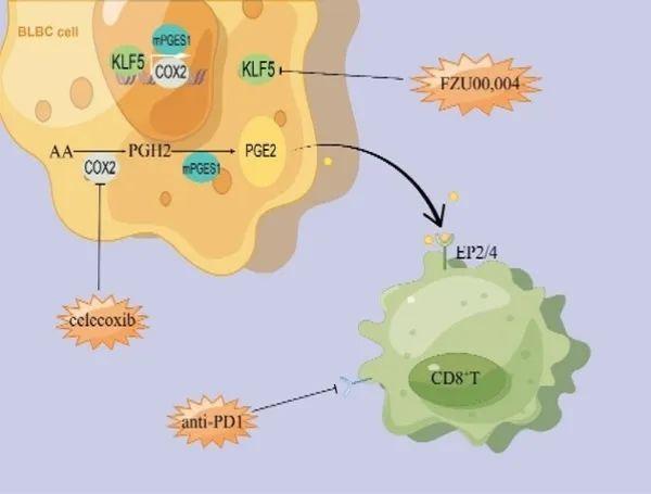 研究发现抑制KLF5增强抗肿瘤免疫反应及PD1单抗疗效