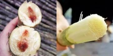 ▲霉变甘蔗 VS 新鲜甘蔗 (图源:深圳大件事)