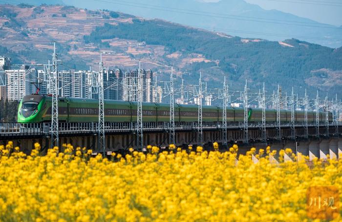 C视频丨搭乘“开往春天的列车”，穿越大凉山油菜花海