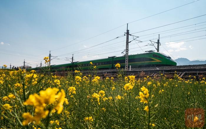 C视频丨搭乘“开往春天的列车”，穿越大凉山油菜花海