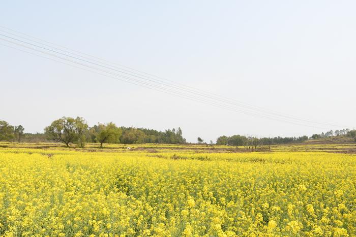 广西贺州市平桂区油菜花海美如画