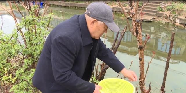 “蔬菜顶流”香椿头抢鲜上市，抓紧吃口新鲜的！错过一次又等一年！