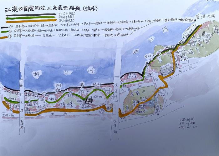 柳州江滨公园职工手绘线路图  引导游客游园赏紫荆