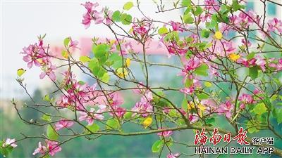 海口美舍河凤翔湿地公园盛开的紫荆花。海南日报记者张茂 摄