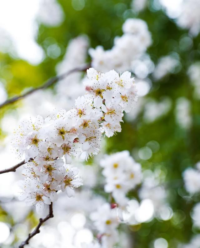 三月春花渐次醒，松江这些地方的春色不容错过！