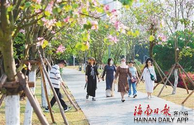 市民在海口万绿园赏紫荆花。 海南日报记者陈若龙 摄