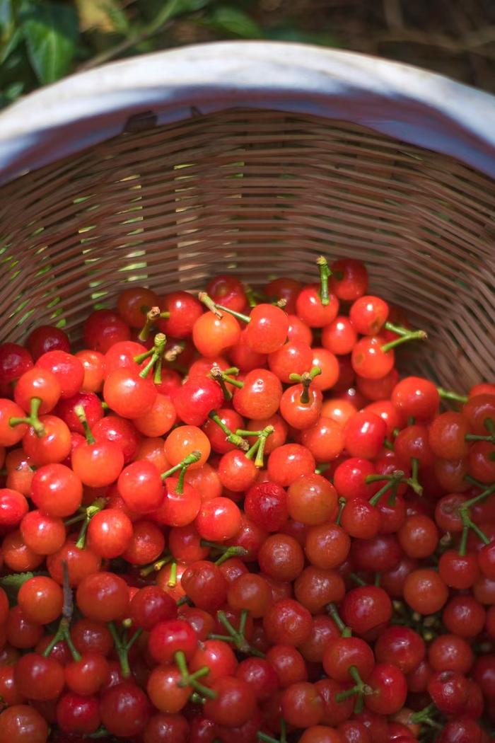“恩桃儿”红了！“四川最早樱桃”上市：产地批发价35元至40元一斤