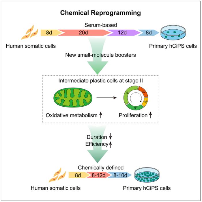 Cell 子刊｜邓宏魁课题组建立更加快速高效的人体细胞化学重编程体系