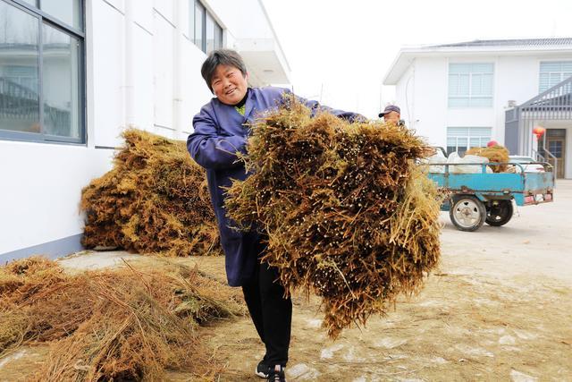 路都“堵”了！崇明这个龙头企业一天收购苦草5万斤