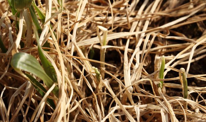 去冬今春，多地小麦发生冻害是什么原因？7大问题找全了！